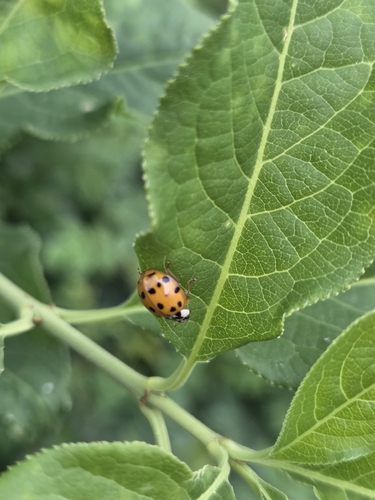 Asian Lady Beetle