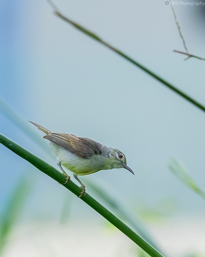 Brown-throated Sunbird