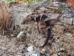Coleonyx nemoralis