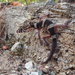 Gecko Mexicano de Bandas - Photo (c) enriquebalam, algunos derechos reservados (CC BY-NC)