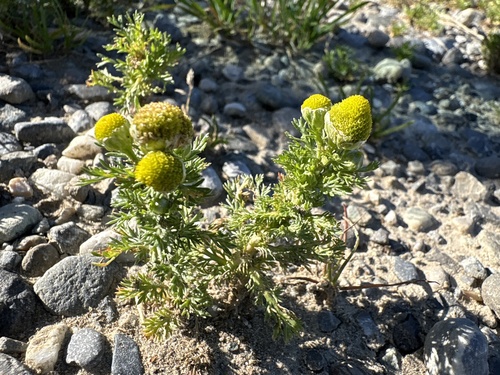 pineapple-weed