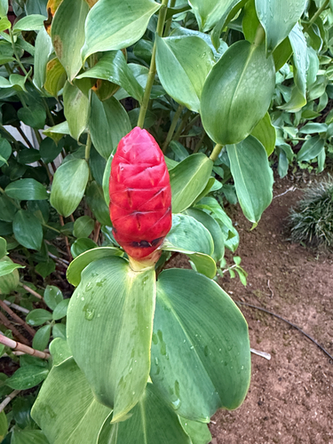 Costus woodsonii observed 2026-06-14