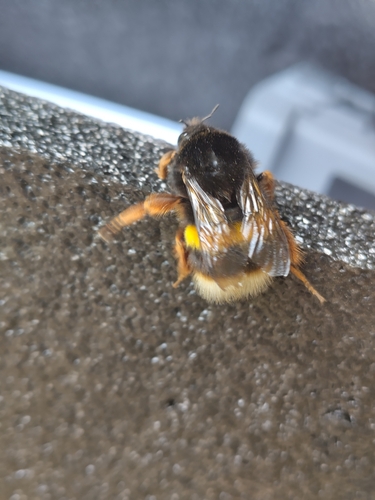 Bombus terrestris sassaricus