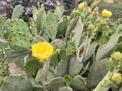 Opuntia anahuacensis