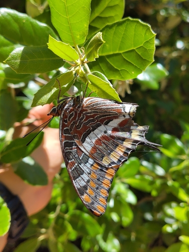 Two-tailed Pasha