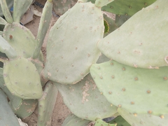 Opuntia anahuacensis