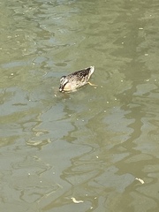 Anas platyrhynchos