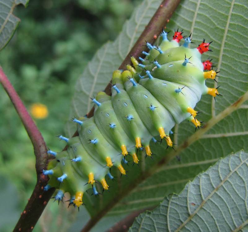 Cecropia Moth