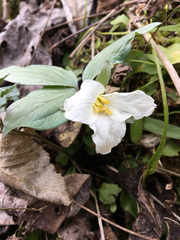 Trillium nivale