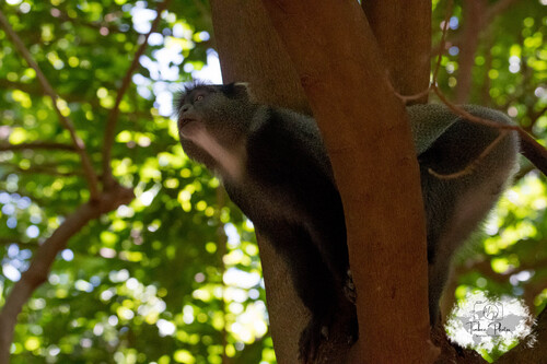 Manyara Monkey