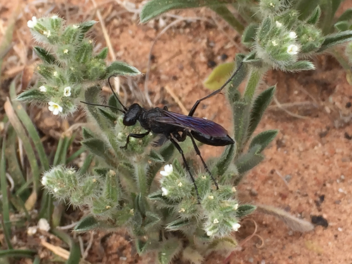 Sphecidae