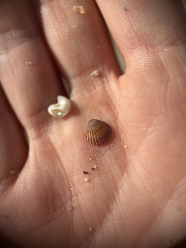 Pleuromeris zelandica, 2026-06-15