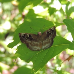 Quadrus u-lucida mimus