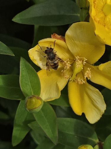 Common Drone Fly