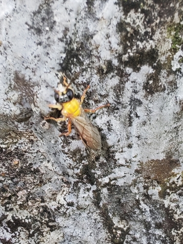 Psenulus observed 2026-06-15
