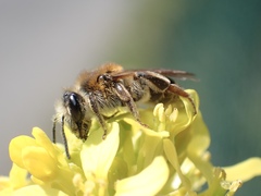 Andrena dorsata
