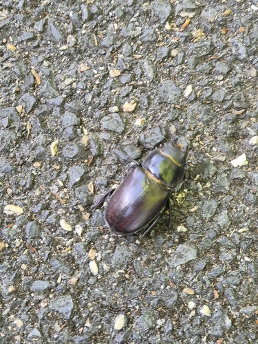 European Stag Beetle