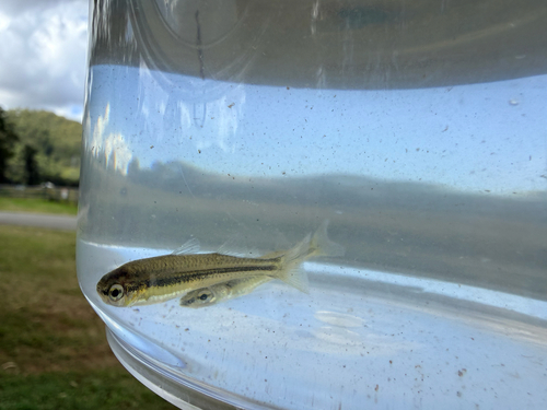Tawny hardyhead (Craterocephalus fulvus) — Atherinidae — 5