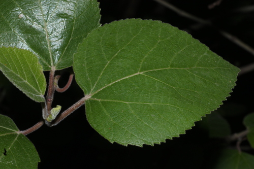 Ficus palmata