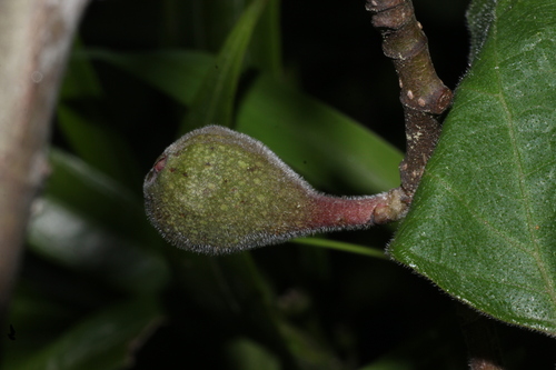 Ficus palmata, photograph 1