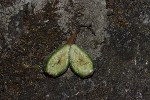 Ficus palmata, photograph 3
