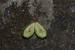 Ficus palmata, photograph author not stated, no rights reserved