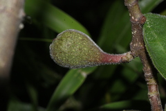 Ficus palmata, photograph author not stated, no rights reserved