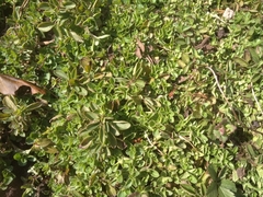 Origanum majorana