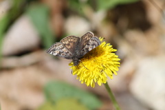 Erynnis icelus