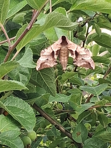 Eyed Hawkmoth