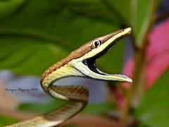 Oxybelis microphthalmus
