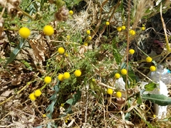 Oncosiphon pilulifer