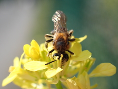 Andrena dorsata