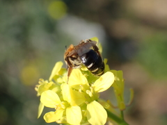 Andrena dorsata