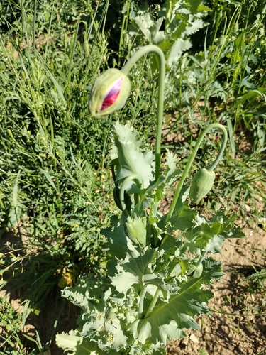 opium poppy
