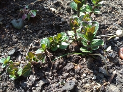 Origanum majorana