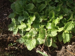 Origanum majorana