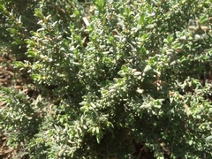 Origanum majorana