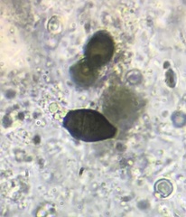 Cercophora silvatica