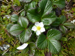 Fragaria chiloensis