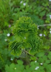 Thalictrum fendleri polycarpum