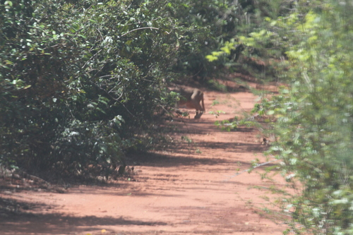 mauaji