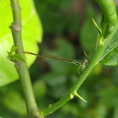 Agriocnemis
