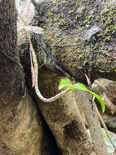 Dendrobium goldschmidtianum, photograph 1