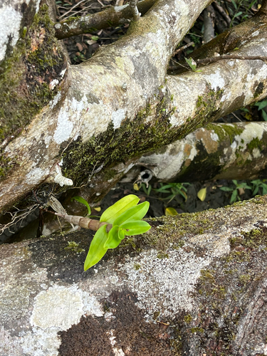 Dendrobium goldschmidtianum
