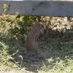 Euxerus erythropus