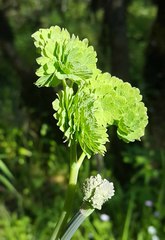 Thalictrum fendleri polycarpum