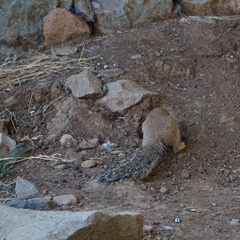 Euxerus erythropus