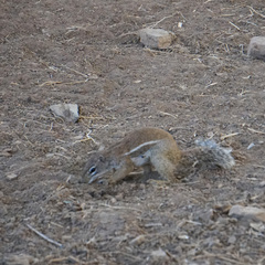 Euxerus erythropus