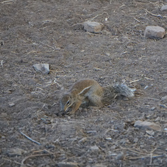 Euxerus erythropus